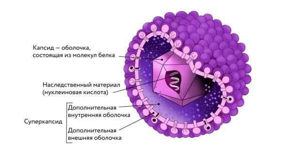 Как устроены вирусы и чем они опасны