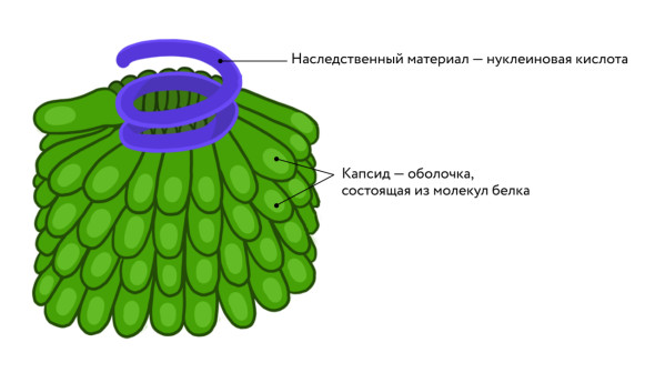 Как устроены вирусы и чем они опасны